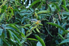 Herpsilochmus longirostris