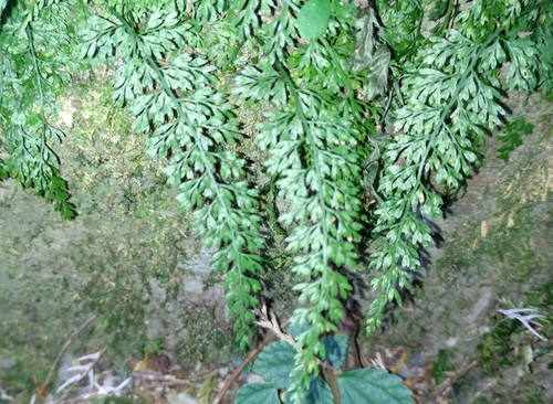 Asplenium tenuifolium, 2025-12-13