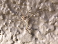 Curicaberis bibranchiatus