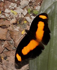 Catonephele salambria