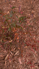 Nandina domestica