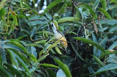 Herpsilochmus longirostris