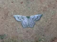 Chloropteryx opalaria