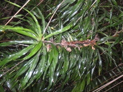 Freycinetia