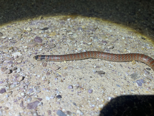 Eastern Shovel-nosed Snake sighting
