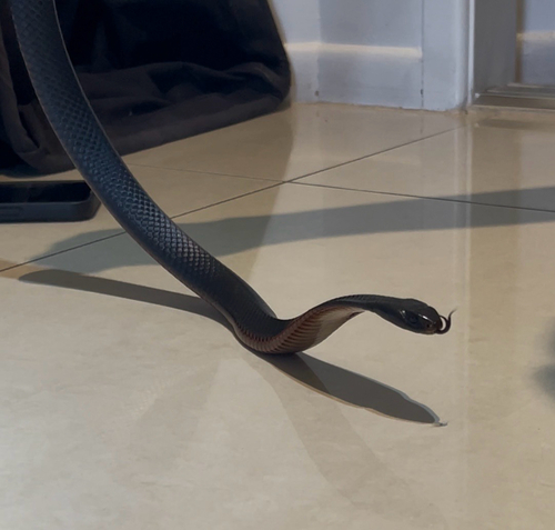 Red-bellied Black Snake sighting