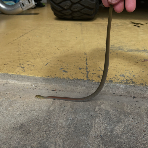 Yellow-faced Whipsnake sighting