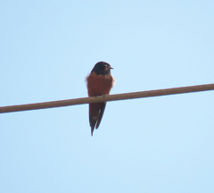 Hirundo rustica savignii