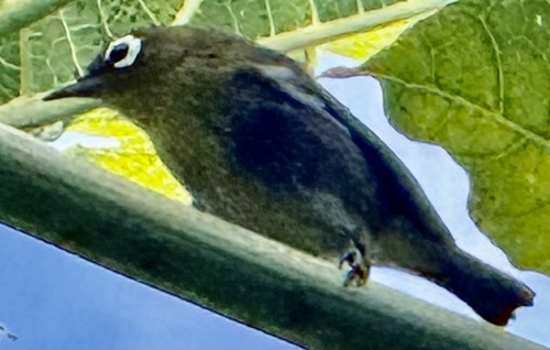 Green-backed White-eye (Zosterops xanthochroa), photo 2