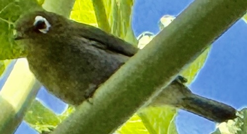 Green-backed White-eye (Zosterops xanthochroa), photo 4