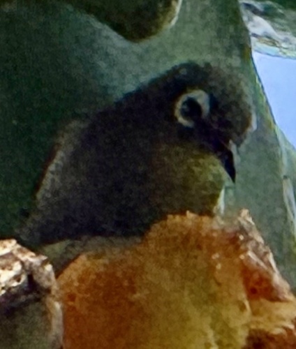 Green-backed White-eye (Zosterops xanthochroa), photo 5