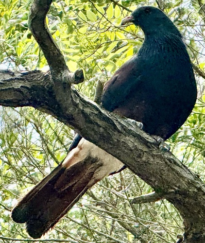 Goliath Imperial Pigeon (Ducula goliath), photo 3