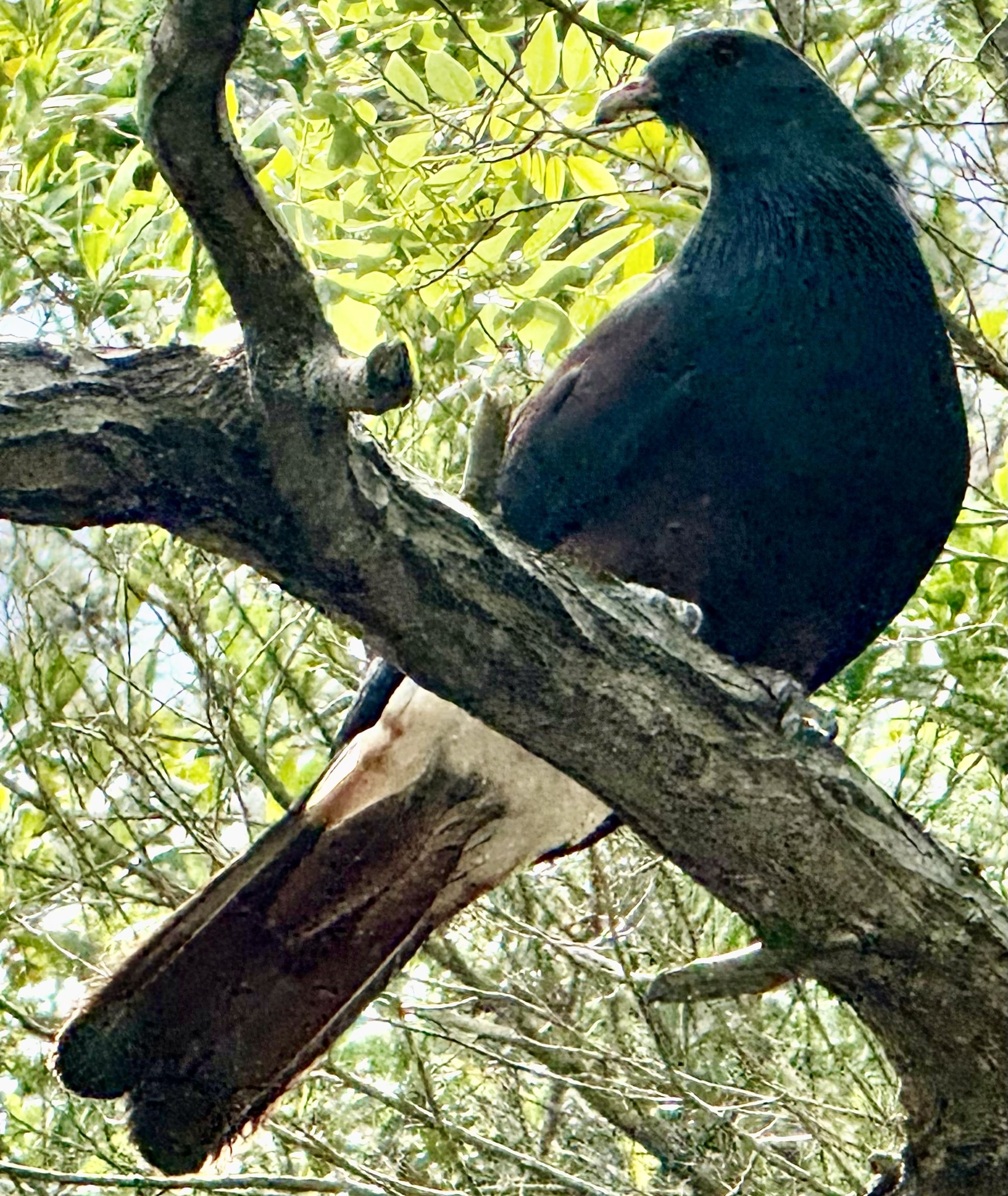 Goliath Imperial Pigeon (Ducula goliath), photo 3