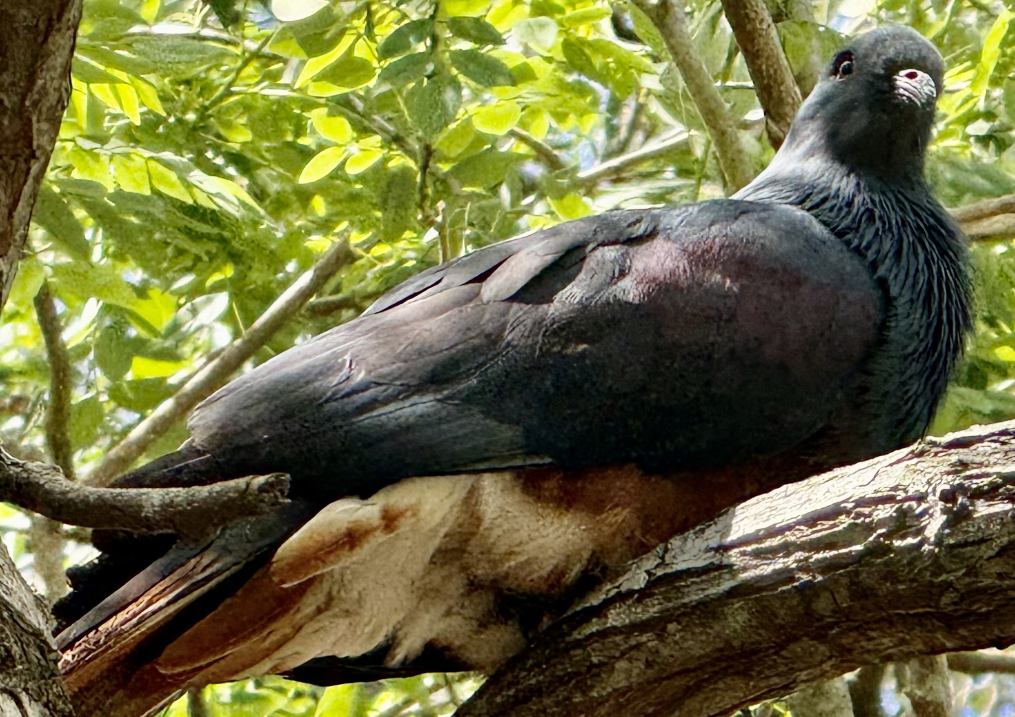 Goliath Imperial Pigeon (Ducula goliath), photo 4