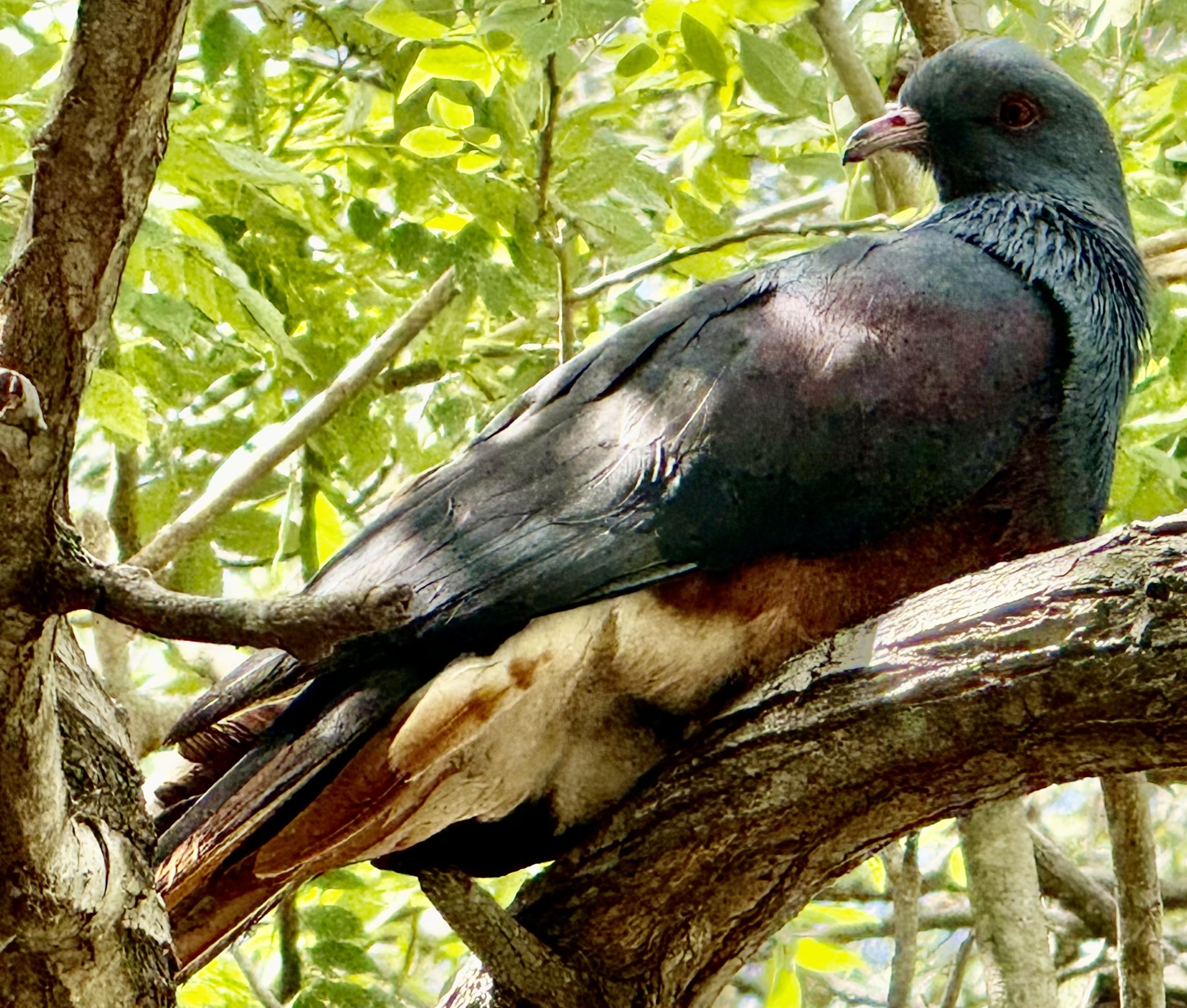 Goliath Imperial Pigeon (Ducula goliath), photo 5