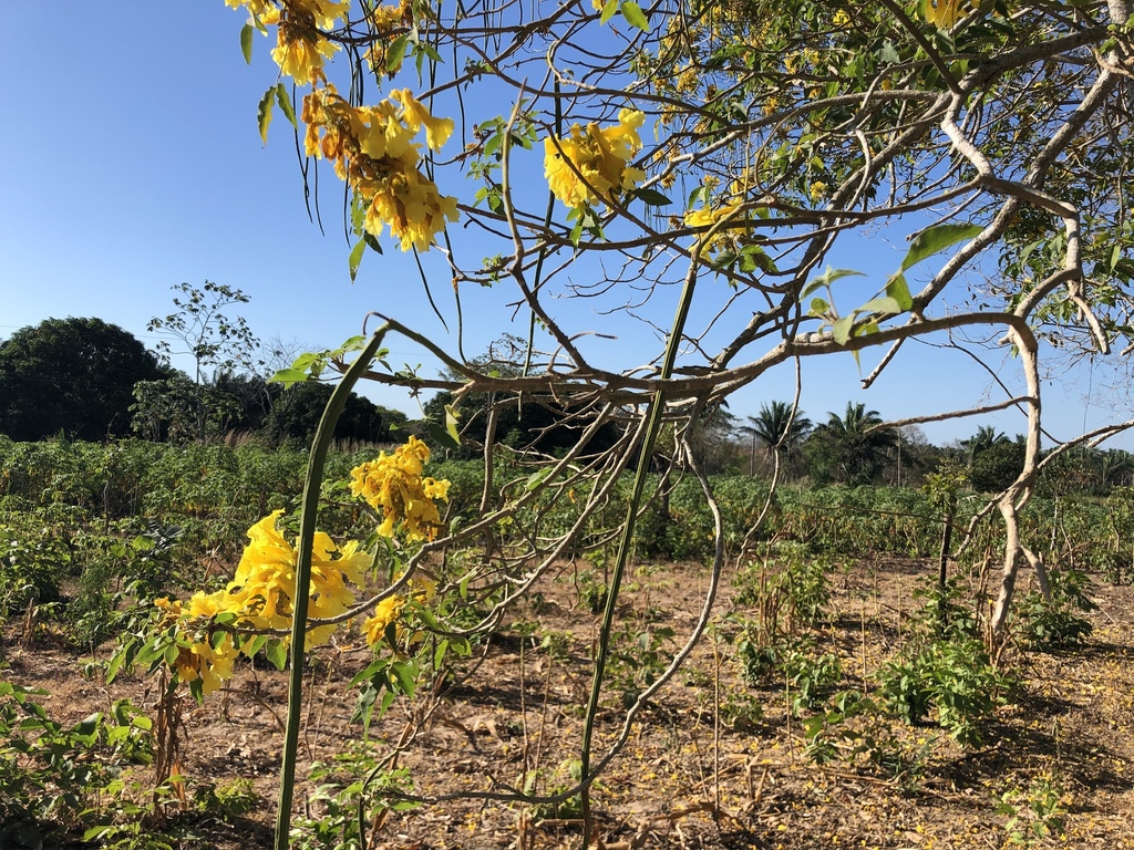 Roseodendron chryseum