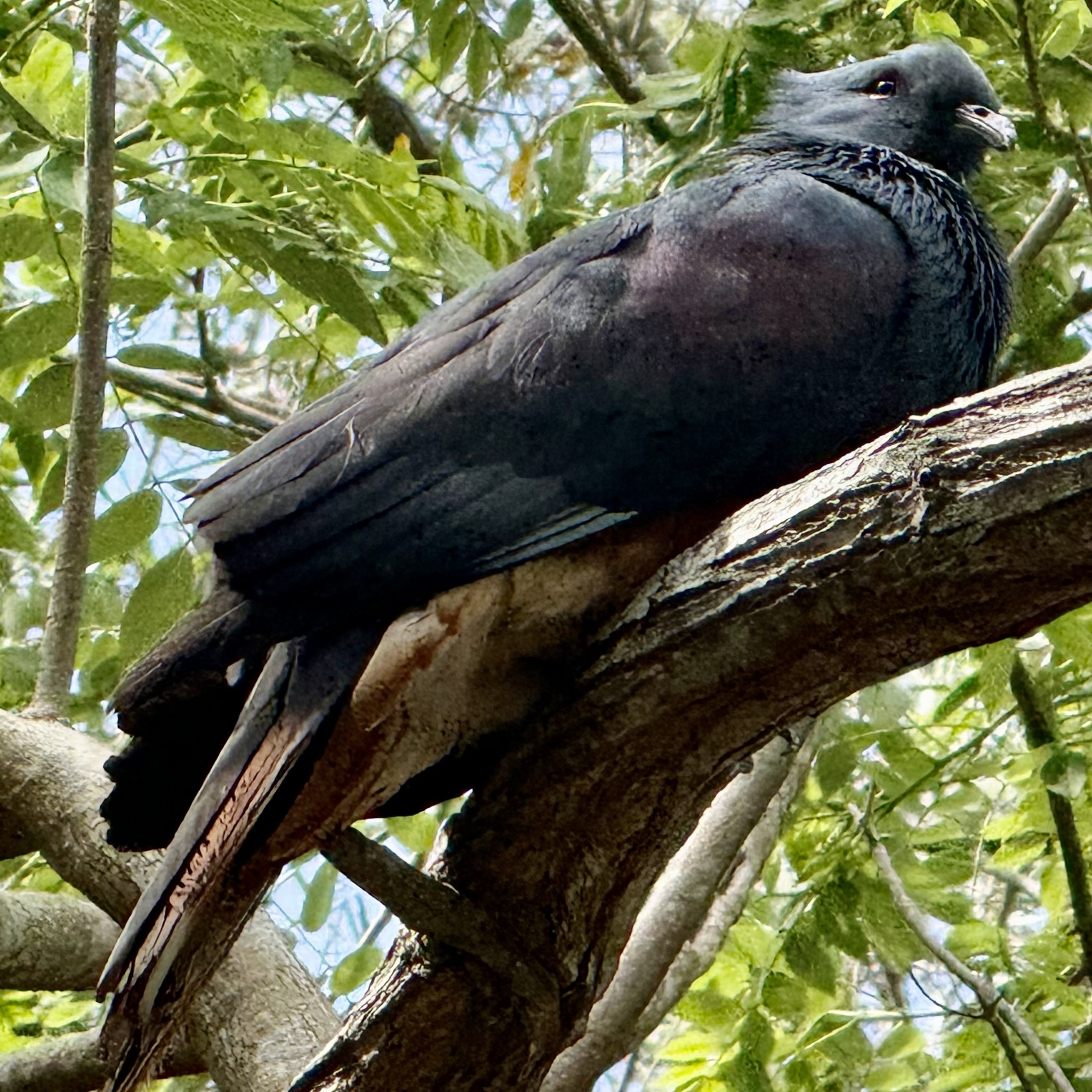Goliath Imperial Pigeon (Ducula goliath), photo 6