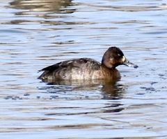 Aythya affinis