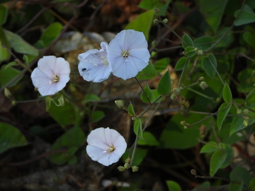 Pringle's clustervine (Jacquemontia pringlei)