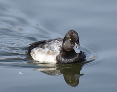 Aythya affinis