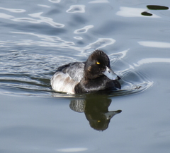 Aythya affinis