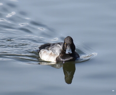 Aythya affinis