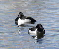 Aythya collaris