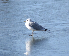 Larus delawarensis