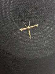 Stenoptilodes sematodactyla