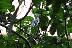 Thamnophilus pelzelni