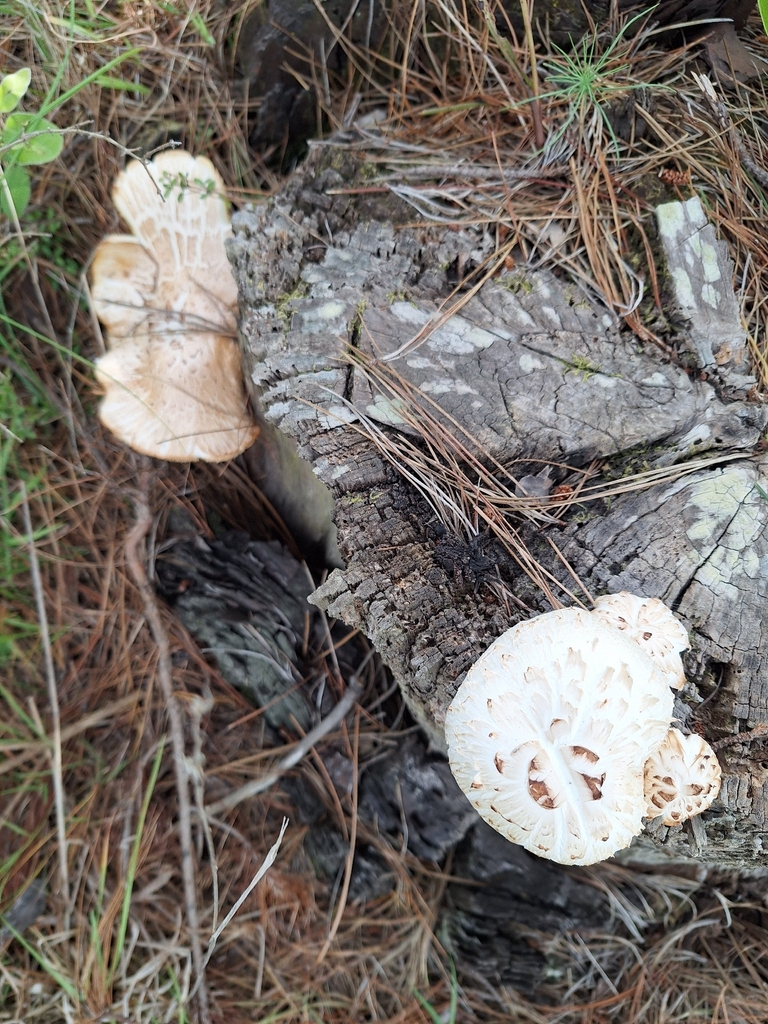 Neolentinus lepideus · December 2025 · photo: © heidimeudt (iNaturalist, cc-by)
