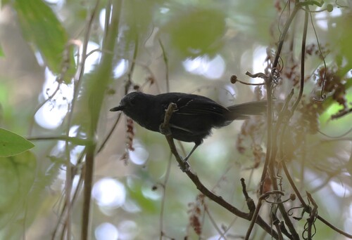 Blackish Antbird (Cercomacroides nigrescens), photo 3