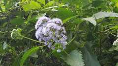 Aristeguietia lamiifolia