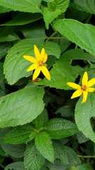 Hymenostephium quitensis