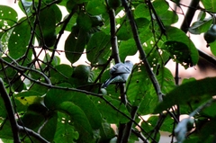 Thamnophilus pelzelni