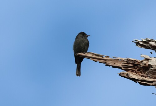 Blackish Pewee (Contopus nigrescens), photo 1