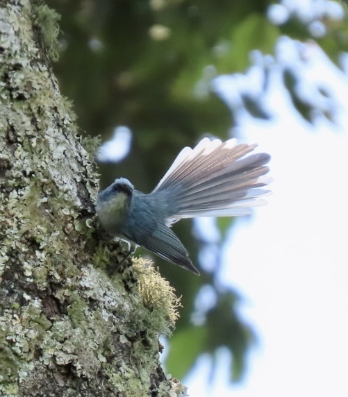 White-tailed Blue Flycatcher (Elminia albicauda), photo 4