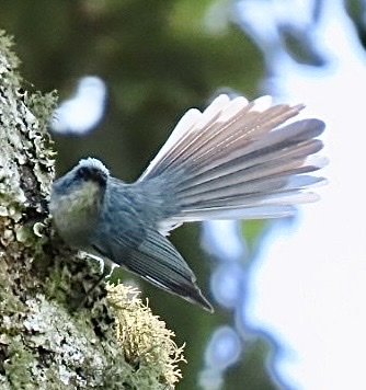 White-tailed Blue Flycatcher (Elminia albicauda), photo 3