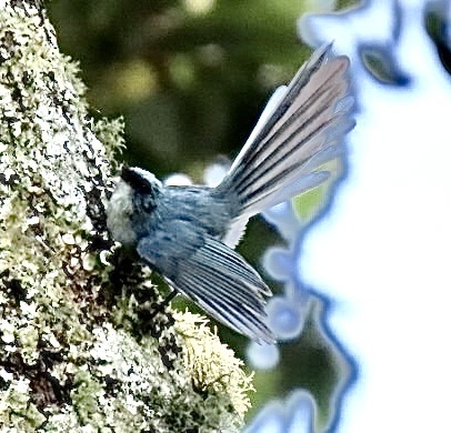 White-tailed Blue Flycatcher (Elminia albicauda), photo 6