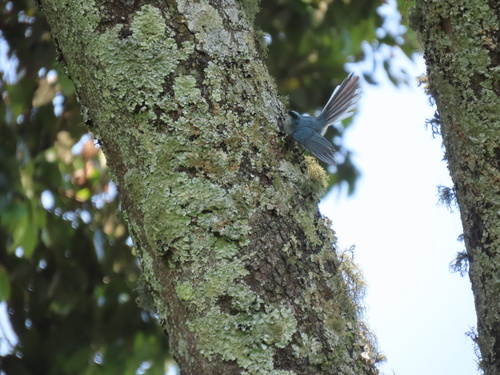 White-tailed Blue Flycatcher (Elminia albicauda), photo 7