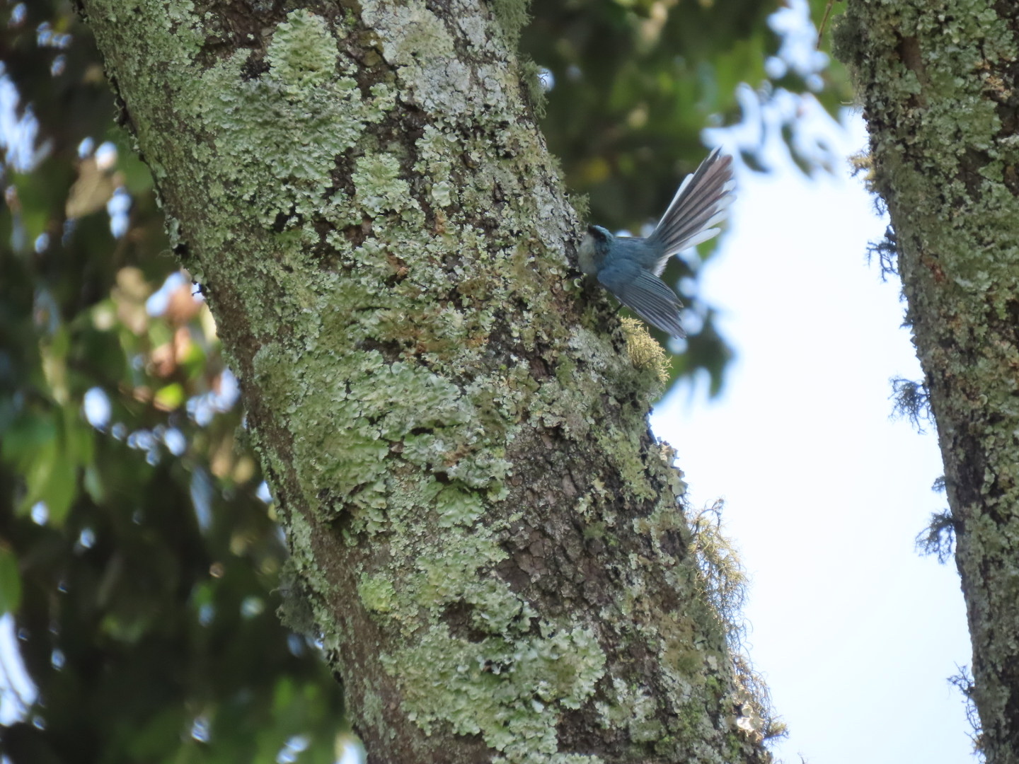 White-tailed Blue Flycatcher (Elminia albicauda), photo 7
