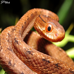 Pareas carinatus