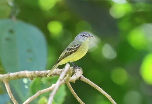 Rough-legged and White-fronted Tyrannulets