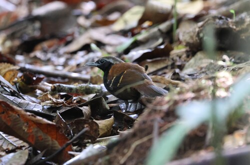 Cordillera Azul Antbird (Myrmoderus eowilsoni), photo 1