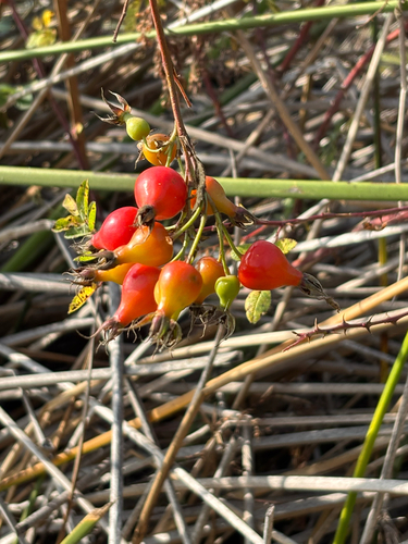 iNaturalist observation photo of California Wild Rose