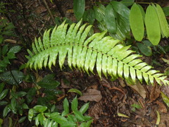 Blechnum orientale