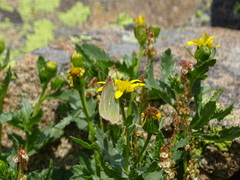 Colias meadii