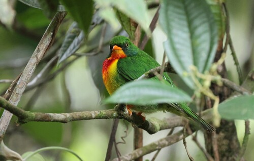 Scarlet-breasted Fruiteater (Pipreola frontalis), photo 4