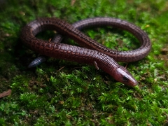 White's Bachia photo 1
