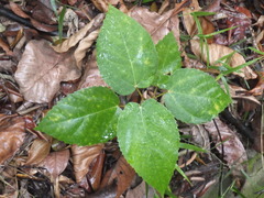 Ficus grossularioides